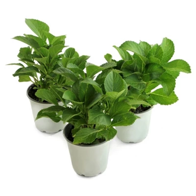 Hydrangea 'LA Dreamin' 3pc - National Plant Network - U.S.D.A. Hardiness Zones 5 - 10 1 Hydrangea 'LA Dreamin' 3pc - National Plant Network - U.S.D.A. Hardiness Zones 5 - 10