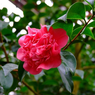 2.5qt Camellia Sasanqua Plant With Red Blooms - National Plant Network 1 2.5qt Camellia Sasanqua Plant With Red Blooms - National Plant Network