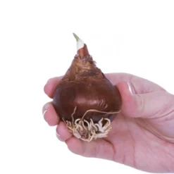 6ct Amaryllis And Paperwhite Trio Pack Kits With Artisan Decorative Planters - Van Zyverden 7 6ct Amaryllis And Paperwhite Trio Pack Kits With Artisan Decorative Planters - Van Zyverden -Sunnydaze Decor Store GUEST 55240d02 ddde 4804 843e 7938992623b5