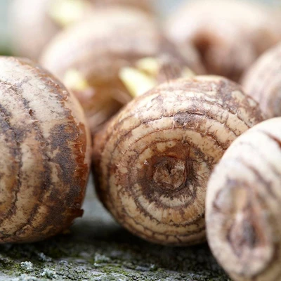 100ct Crocus Large Flowering Blend Bulbs - Van Zyverden 1 100ct Crocus Large Flowering Blend Bulbs - Van Zyverden