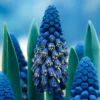 25ct Grape Hyacinths Giant Cobalt Blue Bulbs - Van Zyverden