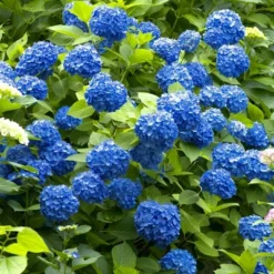 3pc Hydrangea Nikko Blue - National Plant Network -Sunnydaze Decor Store GUEST 5b0c3254 6e31 4012 9dbd 765411f24bf9