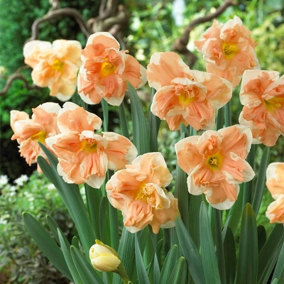 12ct Daffodils Apricot Whirl Bulbs - Van Zyverden 2 12ct Daffodils Apricot Whirl Bulbs - Van Zyverden - Image 2