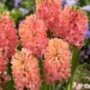 10ct Hyacinths Sweet Invitation Bulbs - Van Zyverden