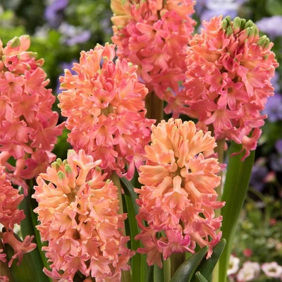 10ct Hyacinths Sweet Invitation Bulbs - Van Zyverden 1 10ct Hyacinths Sweet Invitation Bulbs - Van Zyverden