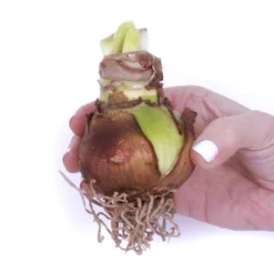 Van Zyverden Amaryllis Multicolored Picotee Flower Bulb 5 Van Zyverden Amaryllis Multicolored Picotee Flower Bulb -Sunnydaze Decor Store GUEST 600e2570 7273 44d4 a410 4ad4f3dec2d8