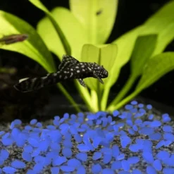 Nature Spring Glow-in-the-Dark Solar Pathway Pebble Lights, 200 Pcs. - Blue -Sunnydaze Decor Store GUEST 60c8a713 01e6 4759 86c7 0235ca844860