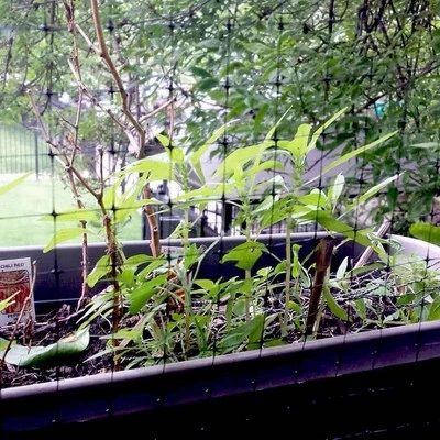 Bird-X NET-STD-200-14 Bird Net Standard 2 Bird-X NET-STD-200-14 Bird Net Standard - Image 2