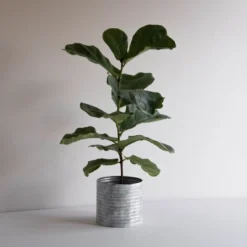 White Metal Planter - Foreside Home & Garden 9 White Metal Planter - Foreside Home & Garden -Sunnydaze Decor Store GUEST 6336c2b1 cf98 445f 8c0d 2624d5362095