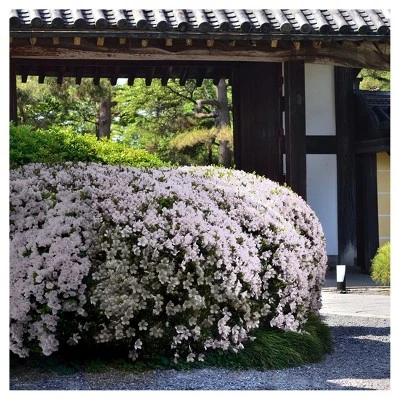 Azalea 'Snow' 1pc - National Plant Network U.S.D.A Hardiness Zone 6-9 2 Azalea 'Snow' 1pc - National Plant Network U.S.D.A Hardiness Zone 6-9 - Image 2