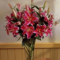 Lilies Oriental Stargazer - Set Of 12 Bulbs - Van Zyverden -Sunnydaze Decor Store GUEST 647ee1bc fec8 4219 94e1 a73483908bd4