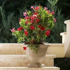 Sunnydaze Decor Sunnydaze Indoor/Outdoor Patio, Garden, Or Porch Weather-Resistant Double-Walled Darcy Flower Pot Planter - 16" - Beige 12 Sunnydaze Decor Sunnydaze Indoor/Outdoor Patio, Garden, Or Porch Weather-Resistant Double-Walled Darcy Flower Pot Planter - 16" - Beige -Sunnydaze Decor Store GUEST 685d84d6 bc6d 4ce5 b0d1 9483e4e461b2