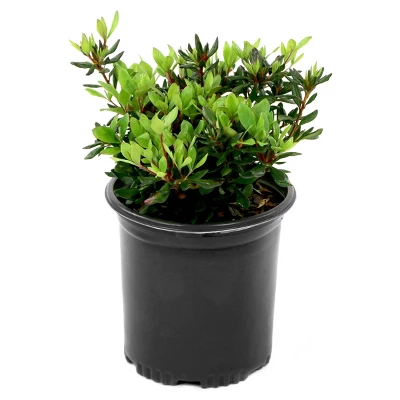 Azalea 'Judge Solomon' 2.5qt U.S.D.A. Hardiness Zones 7-10 - 1pc - National Plant Network 2 Azalea 'Judge Solomon' 2.5qt U.S.D.A. Hardiness Zones 7-10 - 1pc - National Plant Network - Image 2
