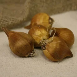 25ct Dutch Iris Miss Saigon Bulbs - Van Zyverden