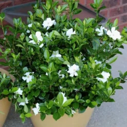 2.25gal Radicans Gardenia Plant White Blooms - National Plant Network 6 2.25gal Radicans Gardenia Plant White Blooms - National Plant Network -Sunnydaze Decor Store GUEST 6de0a48b dbc6 4a89 9d4b 1999246782bb