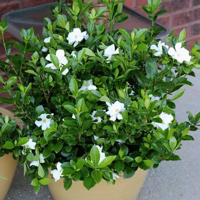 2.25gal Radicans Gardenia Plant White Blooms - National Plant Network 3 2.25gal Radicans Gardenia Plant White Blooms - National Plant Network - Image 3