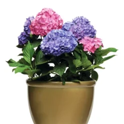 Hydrangea 'LA Dreamin' 3pc - National Plant Network - U.S.D.A. Hardiness Zones 5 - 10 7 Hydrangea 'LA Dreamin' 3pc - National Plant Network - U.S.D.A. Hardiness Zones 5 - 10 -Sunnydaze Decor Store GUEST 701ca6f4 8a1a 494a af99 e2f82579f4b5