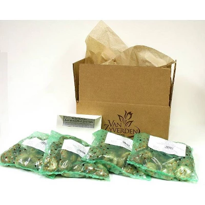 100ct Crocus Large Flowering Blend Bulbs - Van Zyverden 2 100ct Crocus Large Flowering Blend Bulbs - Van Zyverden - Image 2