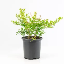 Dwarf Pomegranate - National Plant Network -Sunnydaze Decor Store GUEST 723e4352 fcb3 480b a83f 35dd3893581a