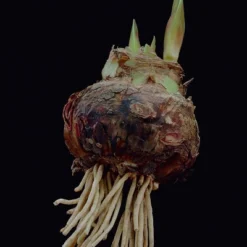 Van Zyverden Amaryllis Cherry Nymph Flower Bulb With Southwest Metal Cachepot -Sunnydaze Decor Store GUEST 7580982a c45e 49ec bd7b d08b77e0a4e1 1