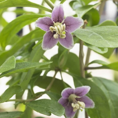 2.5qt Gogi Berry Plant With White Blooms - National Plant Network 2 2.5qt Gogi Berry Plant With White Blooms - National Plant Network - Image 2