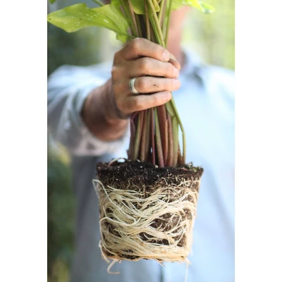 Good Dirt Naturals Indoor/Outdoor Plant Food - 15 Fl Oz 4 Good Dirt Naturals Indoor/Outdoor Plant Food - 15 Fl Oz - Image 4