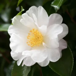 2.5qt Mine No Yuki Camellia Sasanqua Plant With White Blooms - National Plant Network