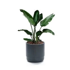 LuxenHome Modern Gray MgO 14.17" Round Planter -Sunnydaze Decor Store GUEST 7b656b10 5b77 41ee 8e18 b8db202de0d1