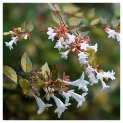 Abelia 'Francis Mason' 1pc - National Plant Network U.S.D.A Hardiness Zone 6-9 - 2.25 Gallon 5 Abelia 'Francis Mason' 1pc - National Plant Network U.S.D.A Hardiness Zone 6-9 - 2.25 Gallon -Sunnydaze Decor Store GUEST 7c776f73 2fea 458a 9dd8 91bb4d9841c6