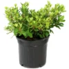 2.5qt Coral Bell Azalea Plant With Pink Blooms - National Plant Network