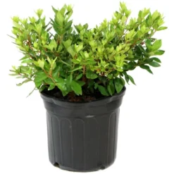2.5qt Coral Bell Azalea Plant With Pink Blooms - National Plant Network