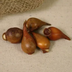 Tulips Perennial Mixture Set Of 100 Bulbs - Van Zyverden