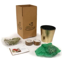 Amaryllis Pink Kit Minerva With Fluted Iron Faux Brass Planter - Van Zyverden 5 Amaryllis Pink Kit Minerva With Fluted Iron Faux Brass Planter - Van Zyverden -Sunnydaze Decor Store GUEST 8237be2b a7a5 4a9c afd1 1c00e129b095 2