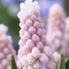 10ct Grape Hyacinths Pink Sunrise Bulbs - Van Zyverden