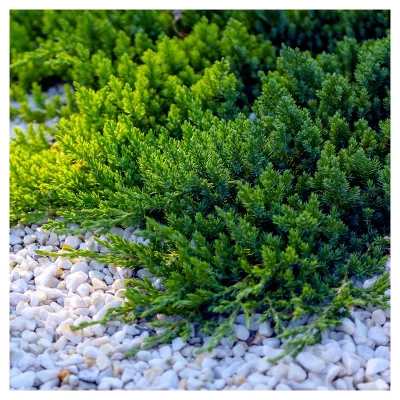 Juniper 'Blue Pacific' 1pc - National Plant Network U.S.D.A Hardiness Zone 5-9 - 2.25 Gallon 2 Juniper 'Blue Pacific' 1pc - National Plant Network U.S.D.A Hardiness Zone 5-9 - 2.25 Gallon - Image 2
