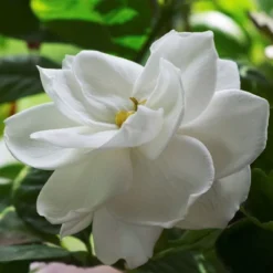 Gardenia 'Radicans' 1pc U.S.D.A. Hardiness Zones 7-11 National Plant Network 2.5qt