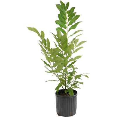 2.25gal Chinese Chestnut Tree - National Plant Network 2 2.25gal Chinese Chestnut Tree - National Plant Network - Image 2