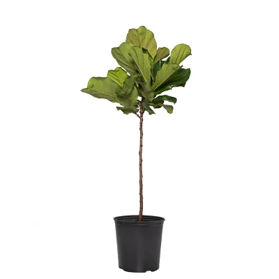 Ficus Lyrata Standard - National Plant Network 2 Ficus Lyrata Standard - National Plant Network - Image 2