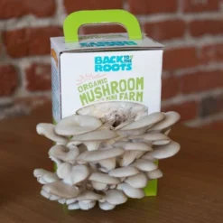 Back To The Roots Organic Mushroom Mini Grow Kit Pearl Oyster -Sunnydaze Decor Store GUEST 874fac39 bd35 4dff 8b5a d7136badad44