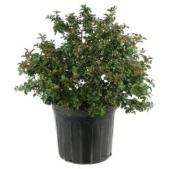 Dwarf Crepe Myrtle 'Pocomoke' 1pc - National Plant Network U.S.D.A Hardiness Zone 6-9