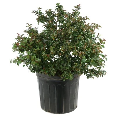 Dwarf Crepe Myrtle 'Pocomoke' 1pc - National Plant Network U.S.D.A Hardiness Zone 6-9 1 Dwarf Crepe Myrtle 'Pocomoke' 1pc - National Plant Network U.S.D.A Hardiness Zone 6-9