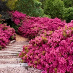 2.25gal Rene Michelle Azalea Plant With Pink Blooms - National Plant Network