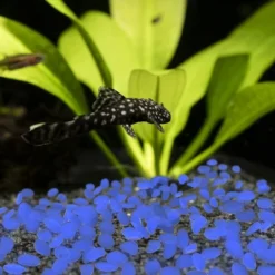 Solar Garden Stones - 500-Pack Glow In The Dark Pathway Pebble Lights - Decorative Glowing Rocks For Flowerbeds And Walkways By Pure Garden (Blue) -Sunnydaze Decor Store GUEST 8adef7ee 7d39 44c7 aded 22435182b7cd