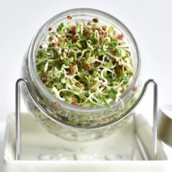 Tribest GEO Sprouting Jar System With Stainless Steel Rack And Ceramic Base Plate – Clear 10 Tribest GEO Sprouting Jar System With Stainless Steel Rack And Ceramic Base Plate – Clear -Sunnydaze Decor Store GUEST 8c36ed12 8655 4380 a14f 4391e00c9ebb