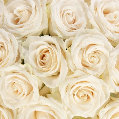 Dozen Fresh Cut White Roses With Vase 2 Dozen Fresh Cut White Roses With Vase - Image 2