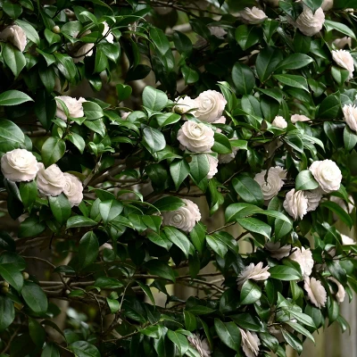 2.5qt Camellia Japonica Plant With White Blooms - National Plant Network 1 2.5qt Camellia Japonica Plant With White Blooms - National Plant Network