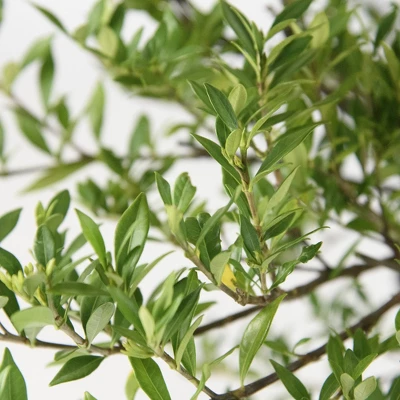 2.25gal Radicans Gardenia Plant White Blooms - National Plant Network 1 2.25gal Radicans Gardenia Plant White Blooms - National Plant Network