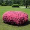 Azalea 'Chinana' 2.25gal U.S.D.A. Hardiness Zones 6-9 - 1pc - National Plant Network