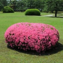 Azalea 'Chinana' 2.25gal U.S.D.A. Hardiness Zones 6-9 - 1pc - National Plant Network