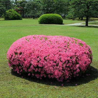 Azalea 'Chinana' 2.25gal U.S.D.A. Hardiness Zones 6-9 - 1pc - National Plant Network 1 Azalea 'Chinana' 2.25gal U.S.D.A. Hardiness Zones 6-9 - 1pc - National Plant Network